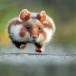 動物雑学クイズ