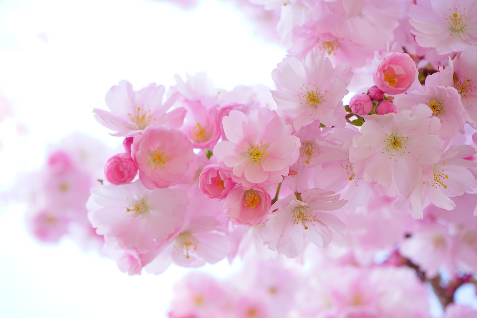 桜の雑学まとめ