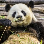 パンダは笹や竹が好きなわけではない、昔は肉を食べていた！